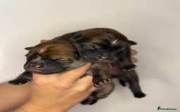 Mixed Breed dogs for sale: chowski / chow chow  - Advert 6