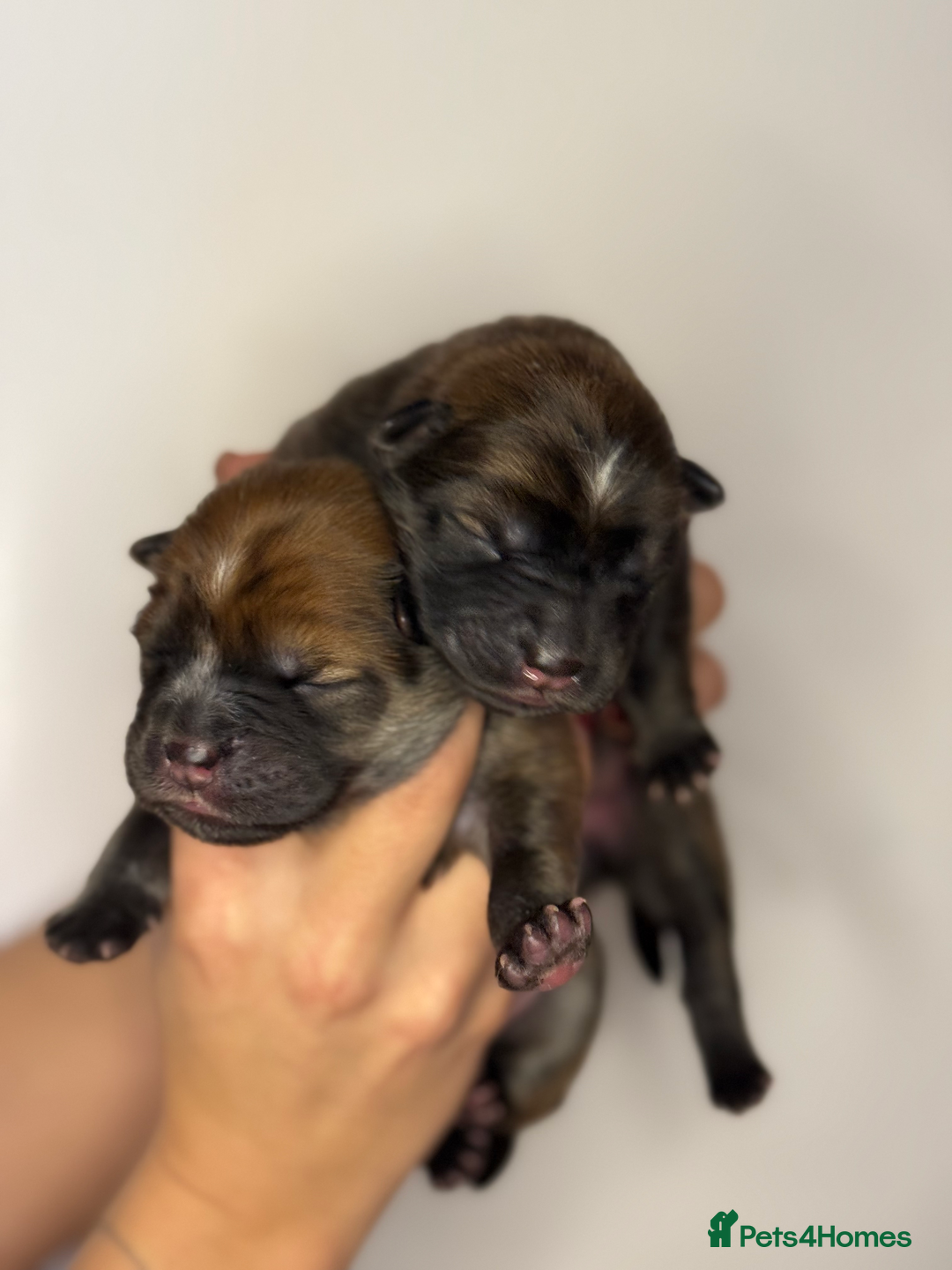 Mixed Breed dogs for sale: chowski / chow chow  - Advert 6