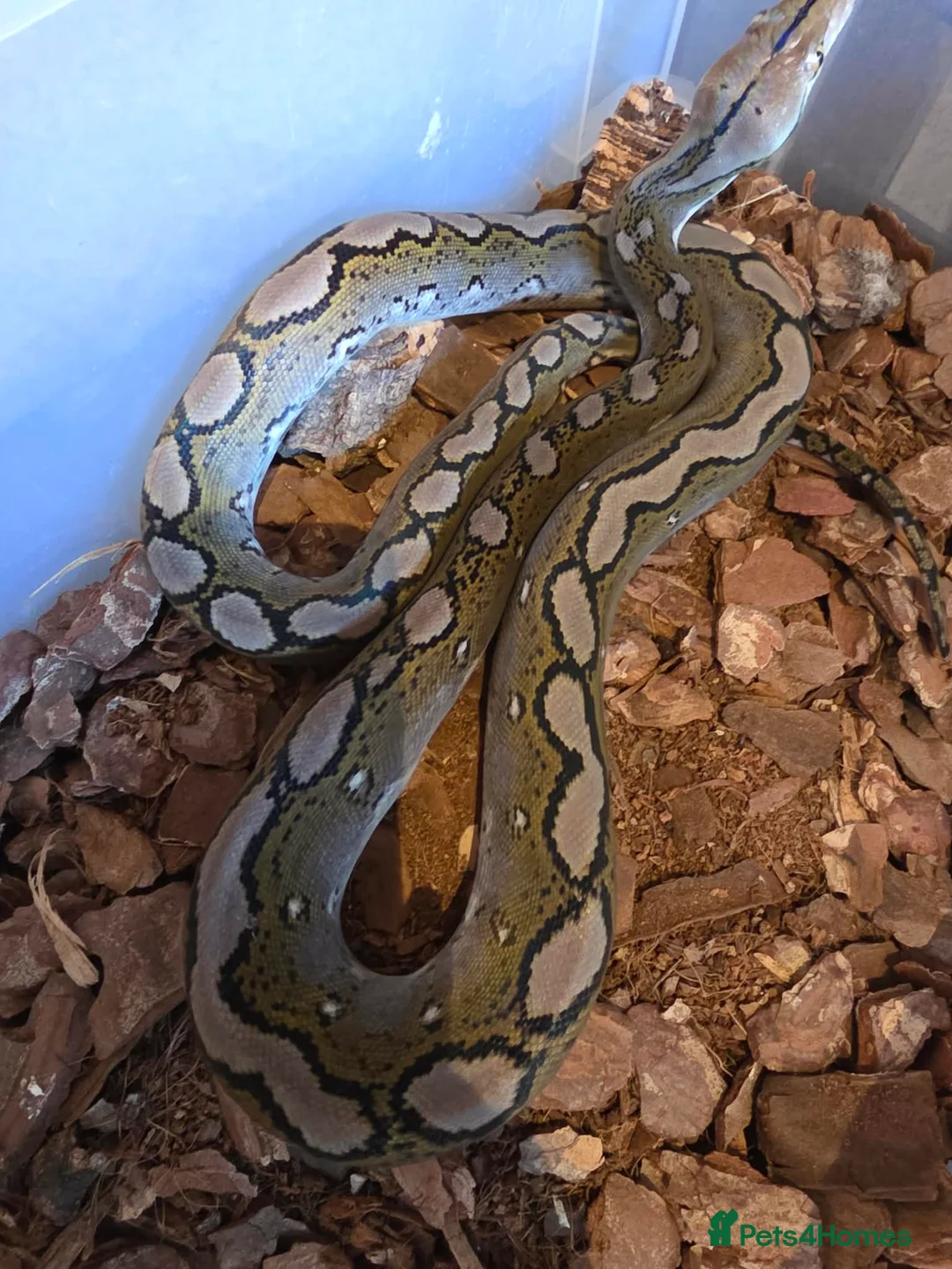 Python Snake reptiles for sale: Reticulated pythons  - Advert 1