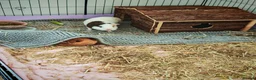 Mixed Breed rabbits for sale: Two female guinea pigs  - Advert 2