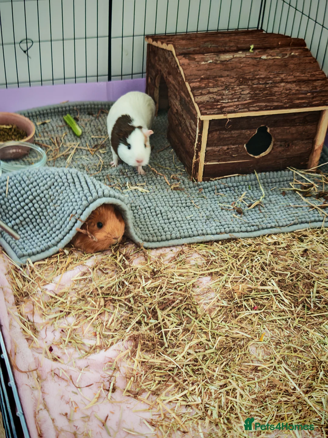 Mixed Breed rabbits for sale: Two female guinea pigs  - Advert 2