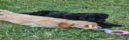 Miniature Poodle dogs for sale: Lovingly Raised Puppies , Miniature Poodles 🐩  - Advert 5