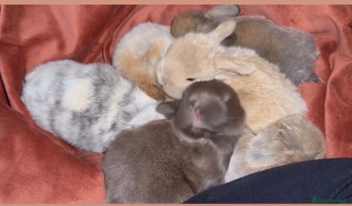 Mini Lop rabbits Gorgeous Mini Lops  - Advert 8