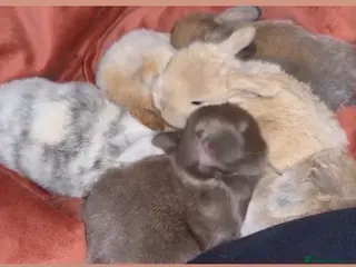 Mini Lop rabbits Gorgeous Mini Lops - Advert 8