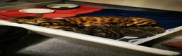 Bengal cats for sale: Stunning Bengal kittens for sale in Rugby - Advert 20