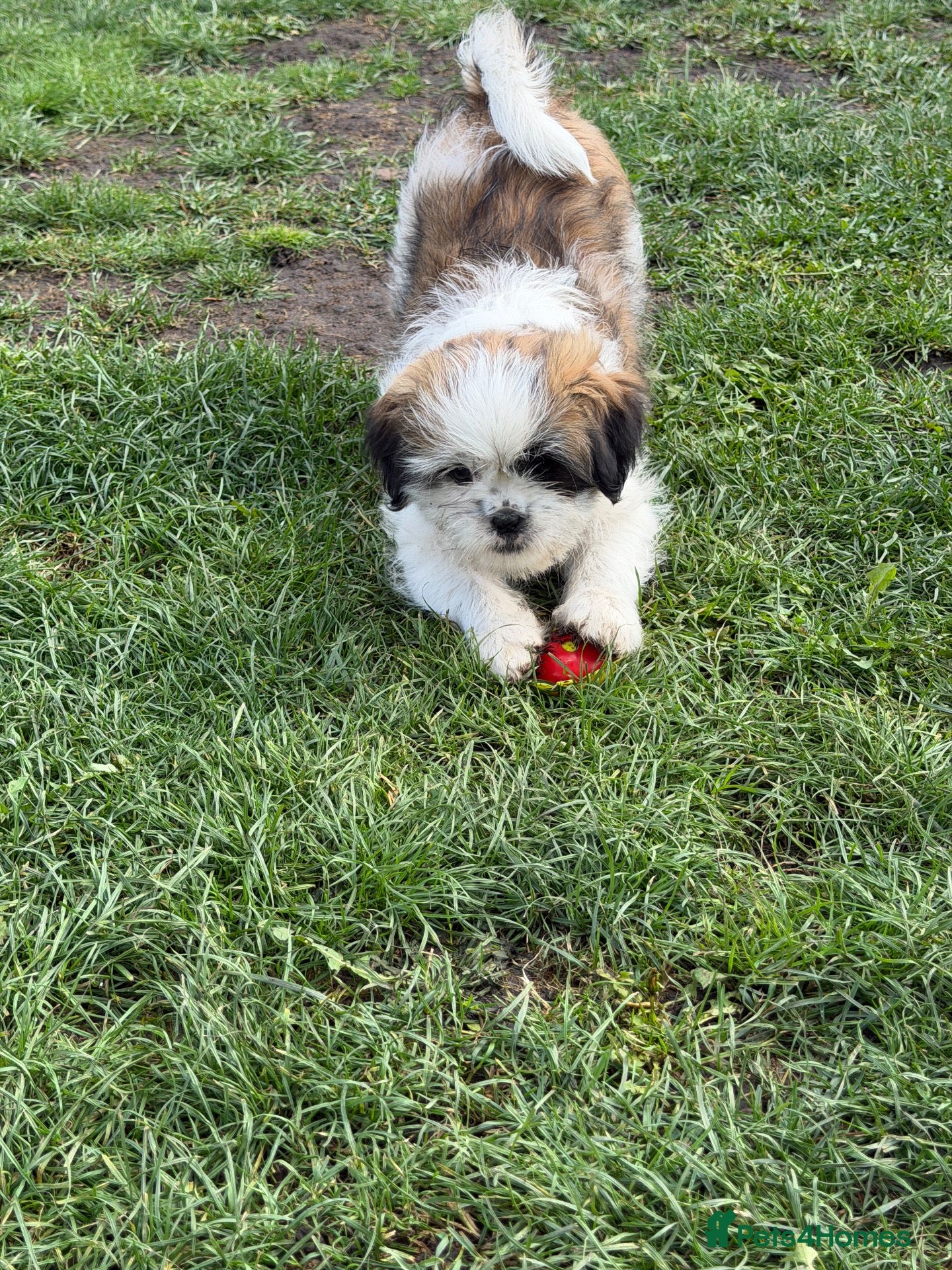 Shih Tzu dogs Shih tzu - Advert 1
