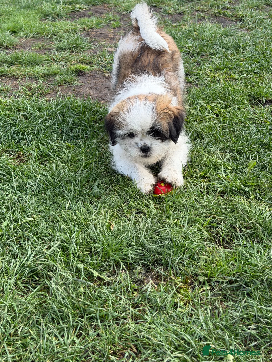 Shih Tzu dogs for sale: Shih tzu in Leicester - Advert 2