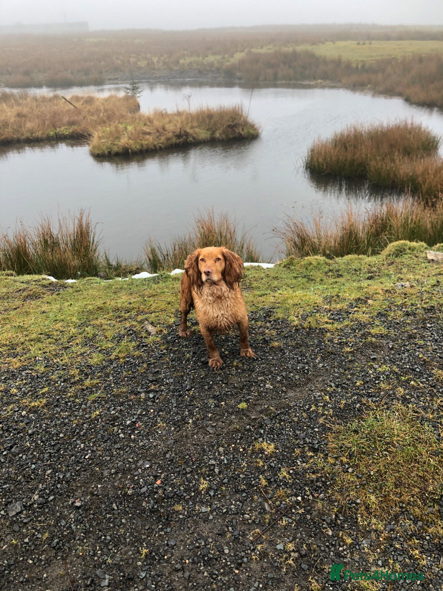 Cocker Spaniel dogs KC REG Beautiful Golden Cocker Spaniel Puppy  - Advert 1