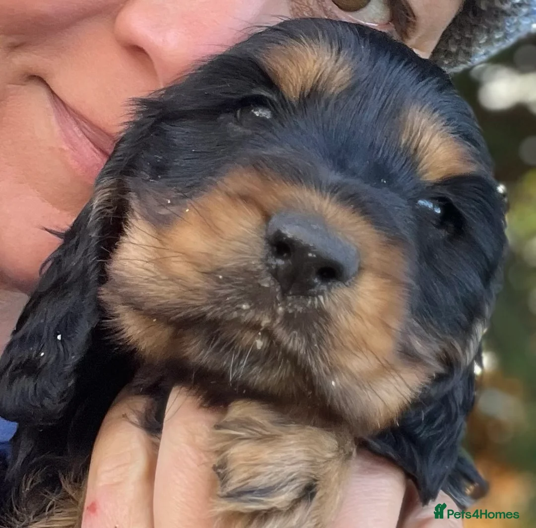 Cocker Spaniel dogs for stud: Gorgeous proven show cocker for stud - Advert 9