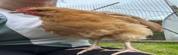 Chickens poultry for sale: Buff Orpington Rooster - Advert 2