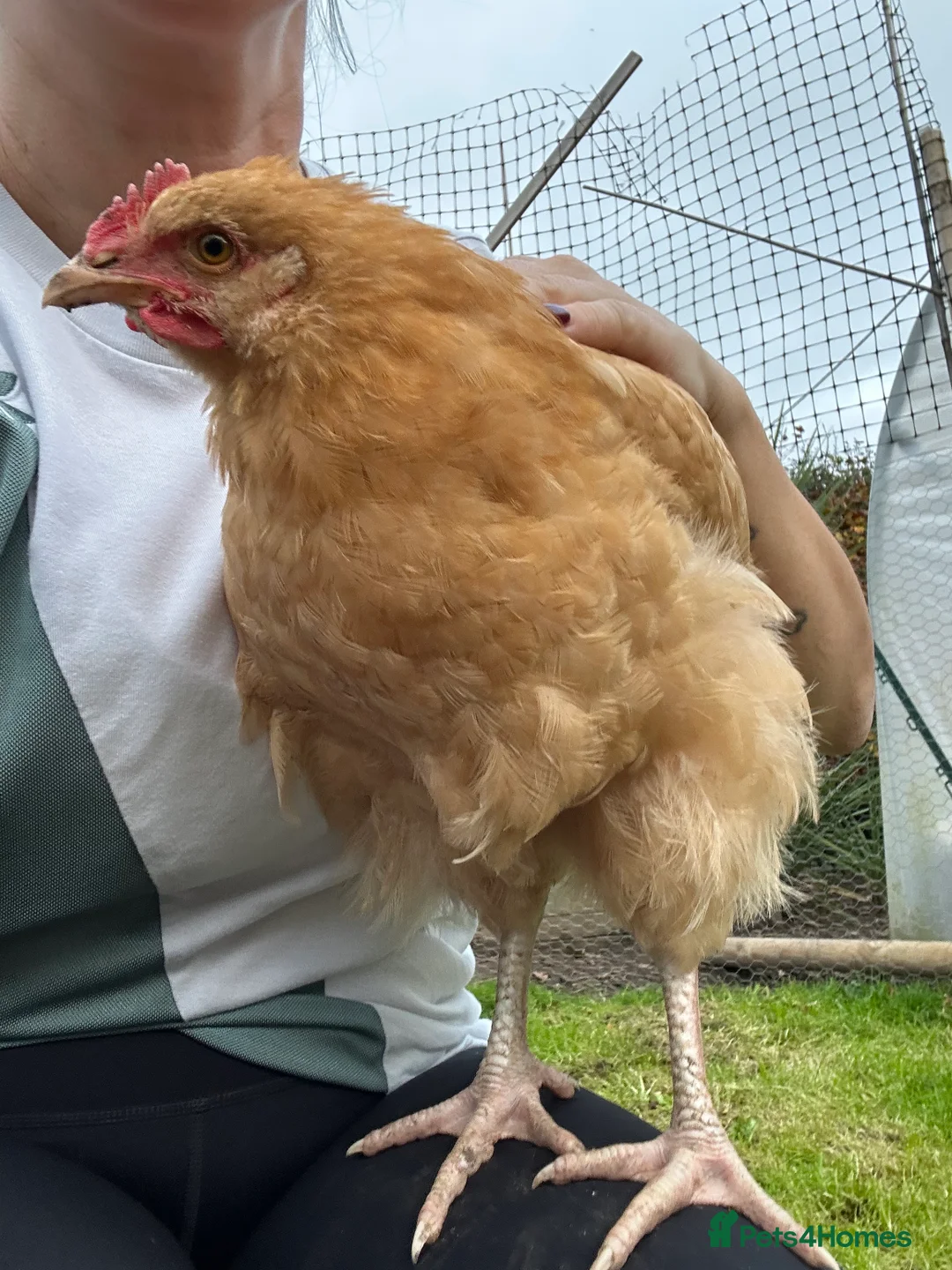 Chickens poultry for sale: Buff Orpington Rooster - Advert 2