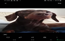 Dachshund dogs for sale: Dashound  - Image 2