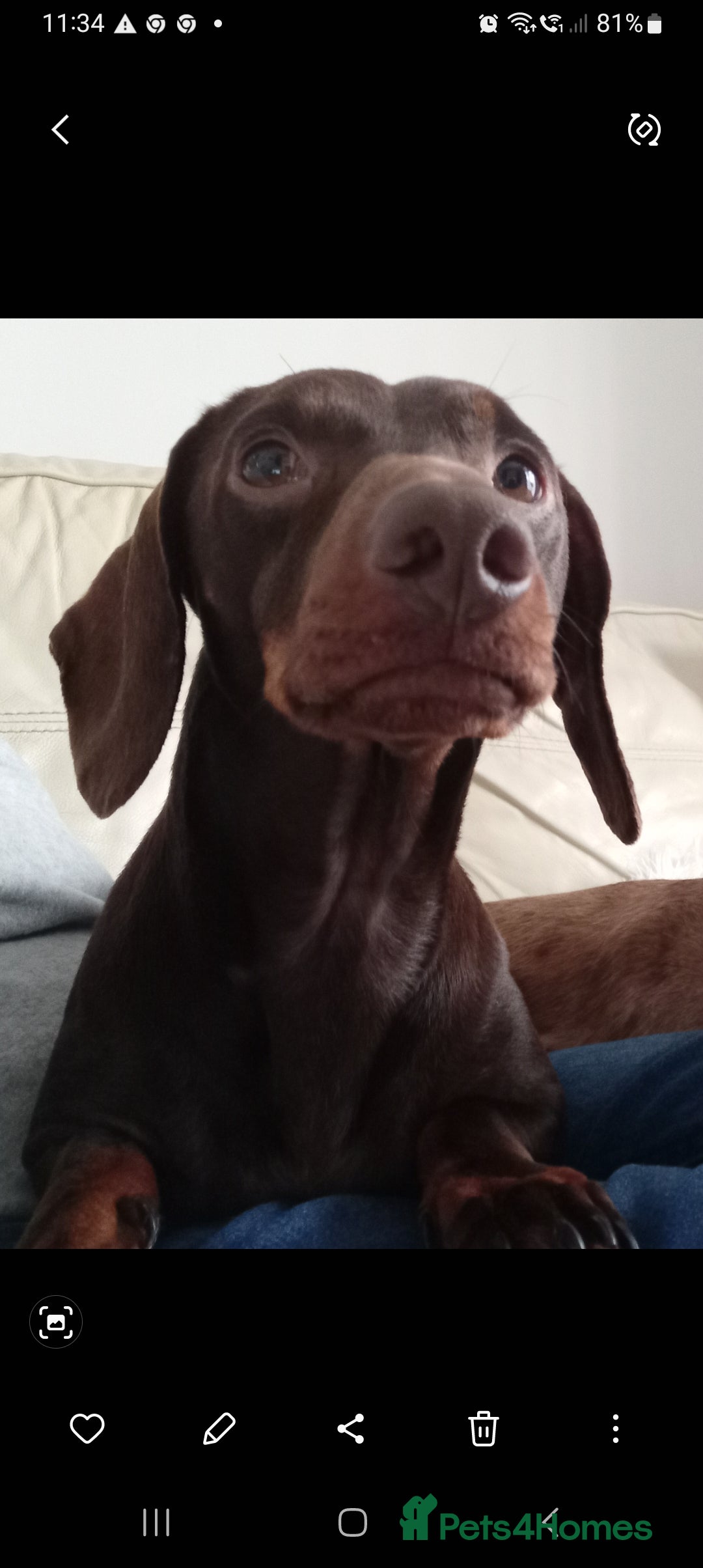 Dachshund dogs for sale: Dashound  - Image 2