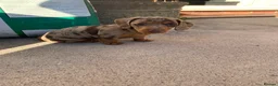 Miniature Dachshund dogs for sale: Beautiful miniature dauchund  - Advert 3