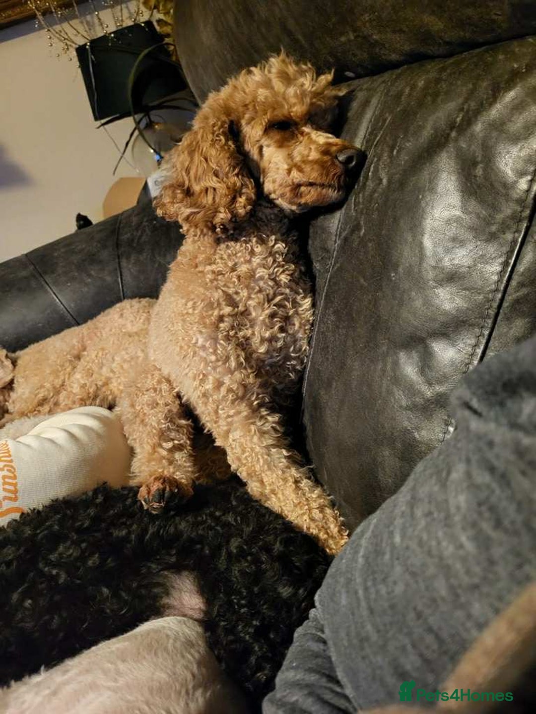 Mixed Breed dogs for sale: Miniature x Toy poodle puppies - Advert 2