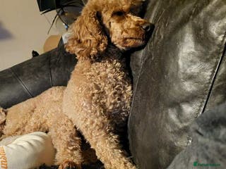 Mixed Breed dogs Miniature x Toy poodle puppies - Advert 1