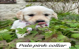 Golden Retriever dogs for sale: ❤️ Superb Litter of Golden Retriever Puppies ❤️ - Image 17