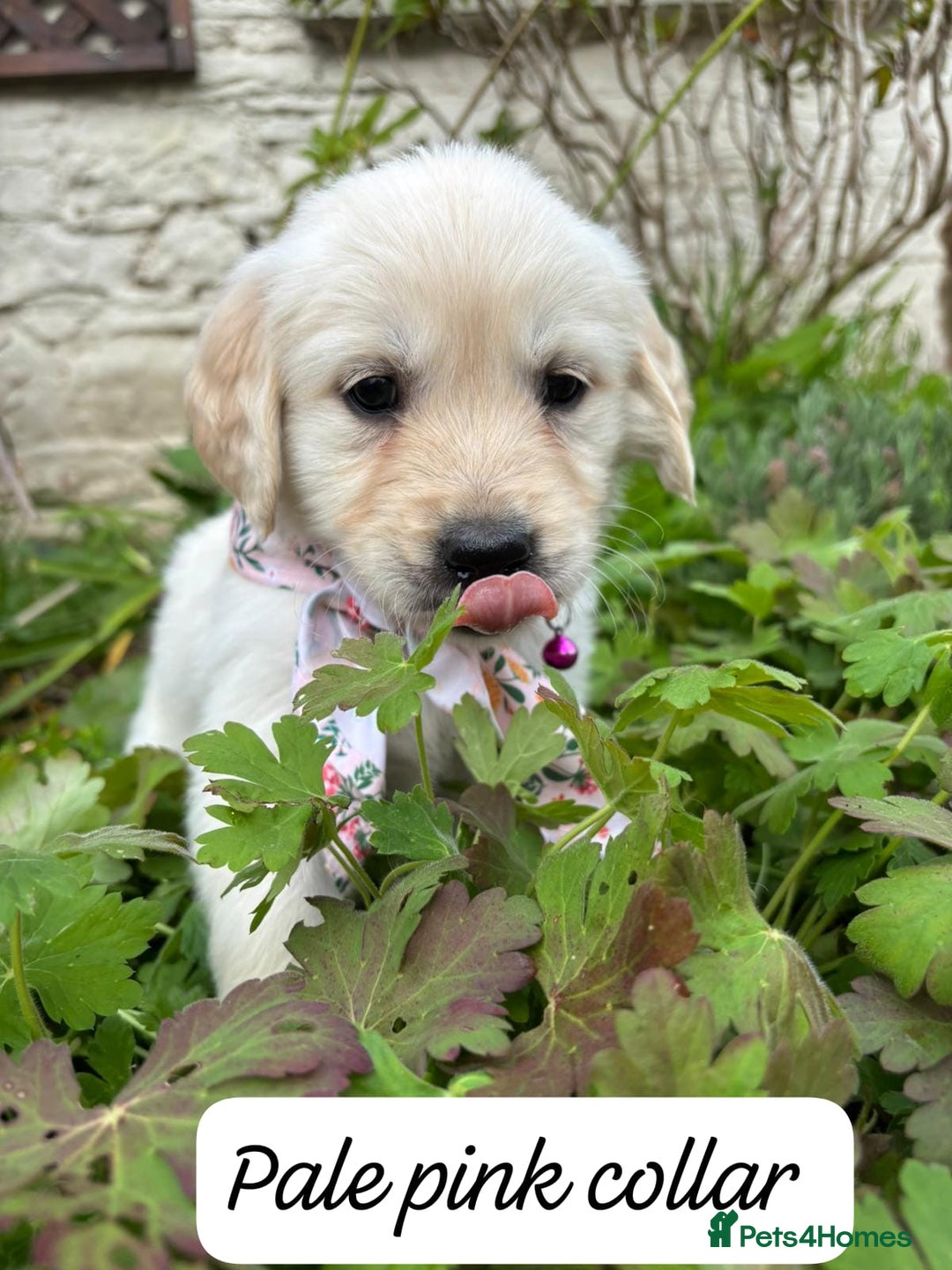 Golden Retriever dogs for sale: ❤️ Superb Litter of Golden Retriever Puppies ❤️ - Image 17