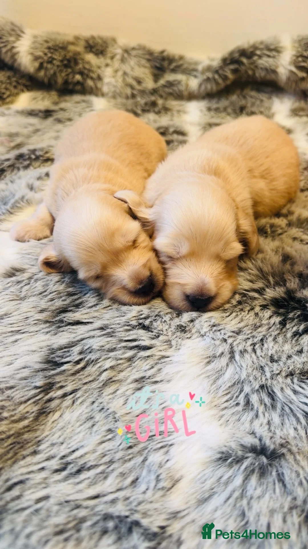 Miniature Dachshund dogs for sale: Cream Long-hair Minuature Dachshunds - Advert 4