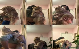 Maine Coon cats for sale: Stunning XL Pure bred Main Coon kittens for sale  - Image 9