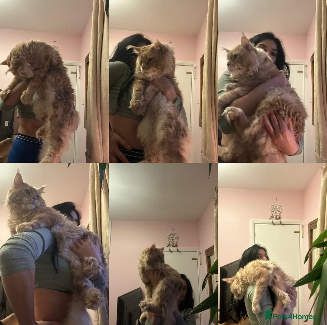 Maine Coon cats for sale: Stunning XL Pure bred Main Coon kittens for sale  - Image 9