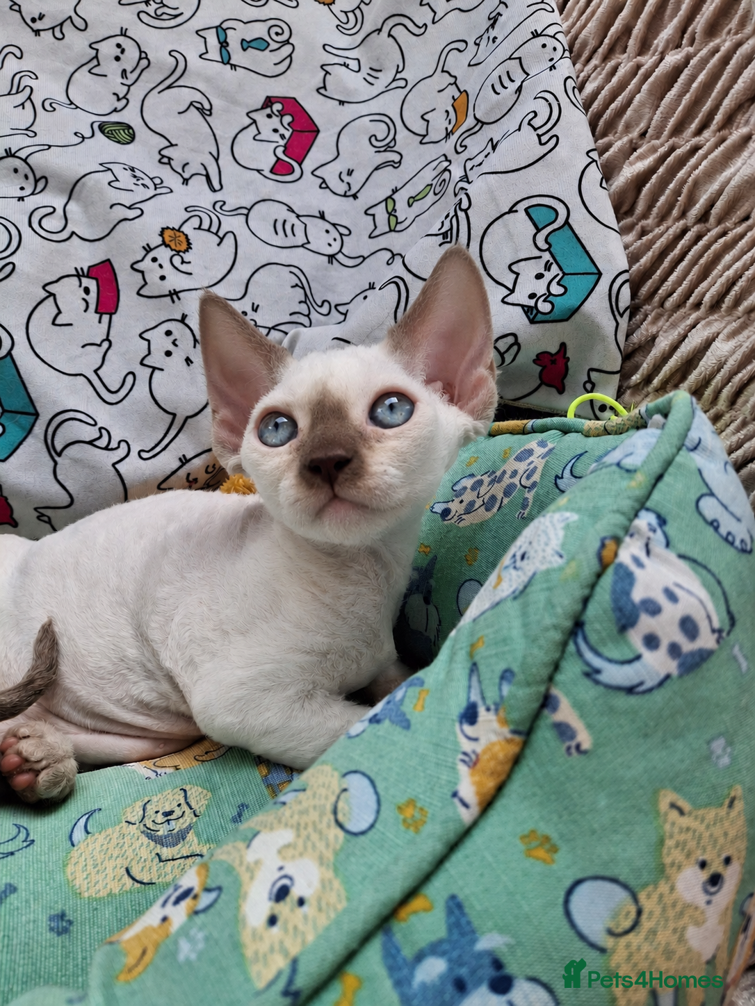 Devon Rex cats Devon rex kittens neutered  included in the price - Advert 2