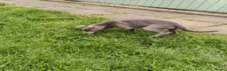 Whippet dogs for sale: Whippets - Advert 3