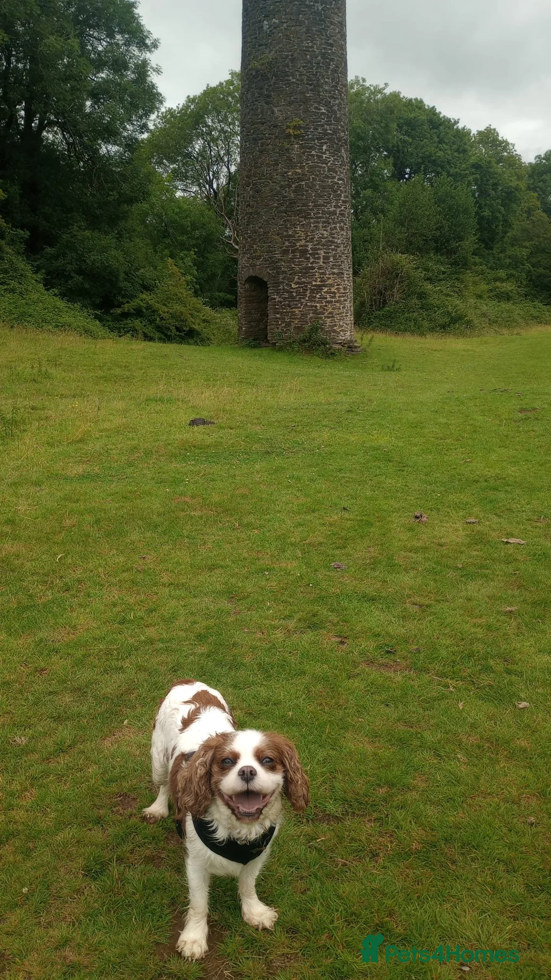 Cavalier King Charles Spaniel dogs for sale: Gorgeous Blenhim Cavalier Girl 7yr needs Rehoming - Advert 5