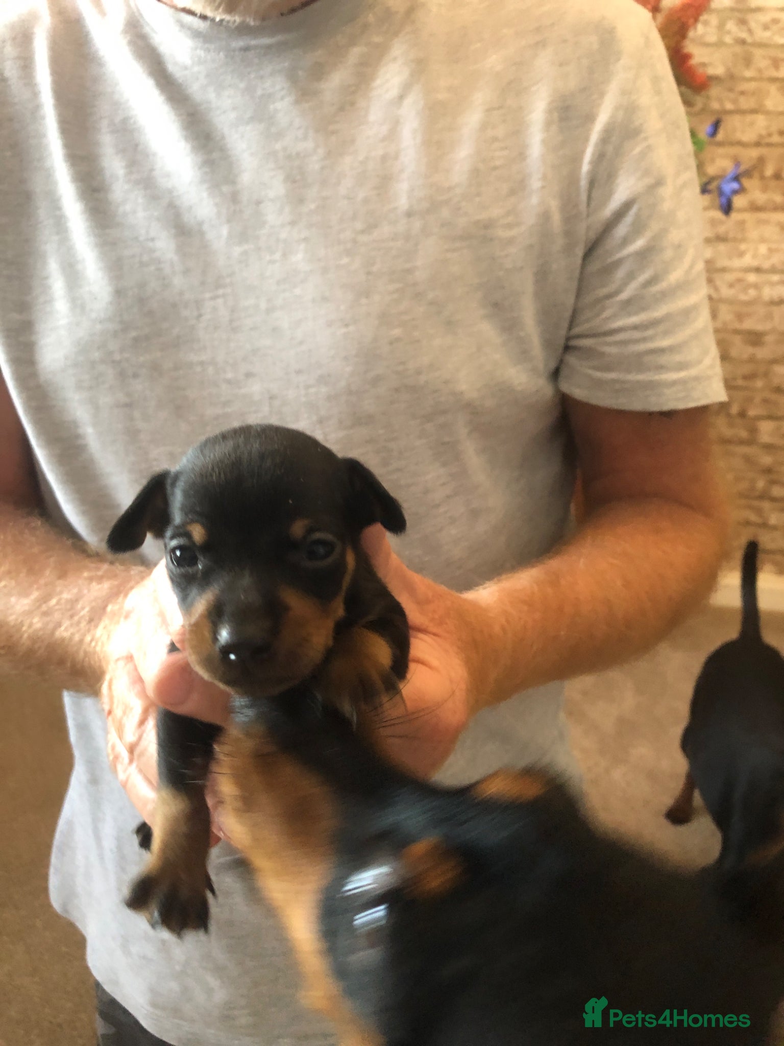 Miniature Pinscher dogs Kc miniature pinschers 2 boys 4 girls - Advert 18
