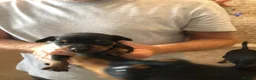 Miniature Pinscher dogs for sale: Kc miniature pinschers 2 boys 4 girls in Darlington - Advert 1