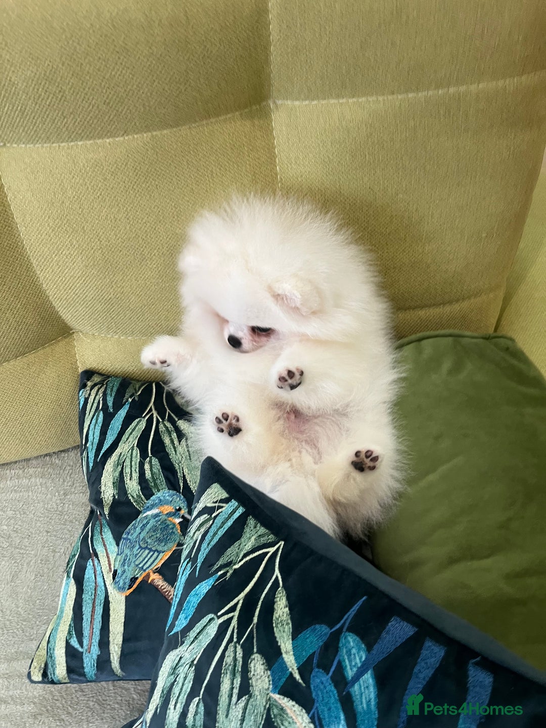 Pomeranian dogs for sale: Quality Pom puppies from Five Star Breeder  - Image 18