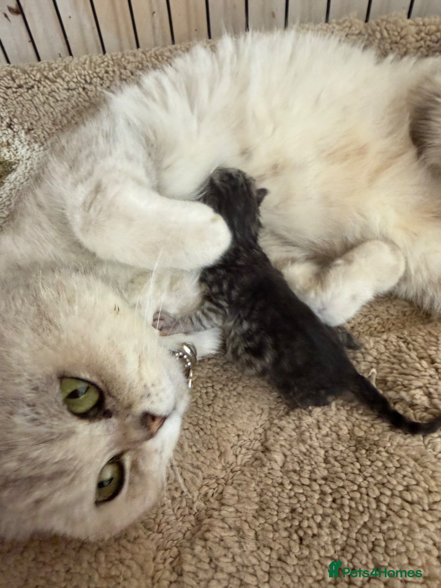 British Shorthair cats Pedigree Silver snow British shorthair litter - Advert 3