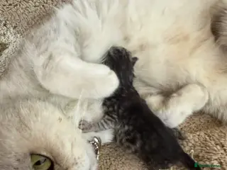 British Shorthair cats Pedigree Silver snow British shorthair litter - Advert 2