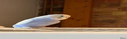 Budgerigars birds for sale: Beautiful Baby Budgies  - Advert 8