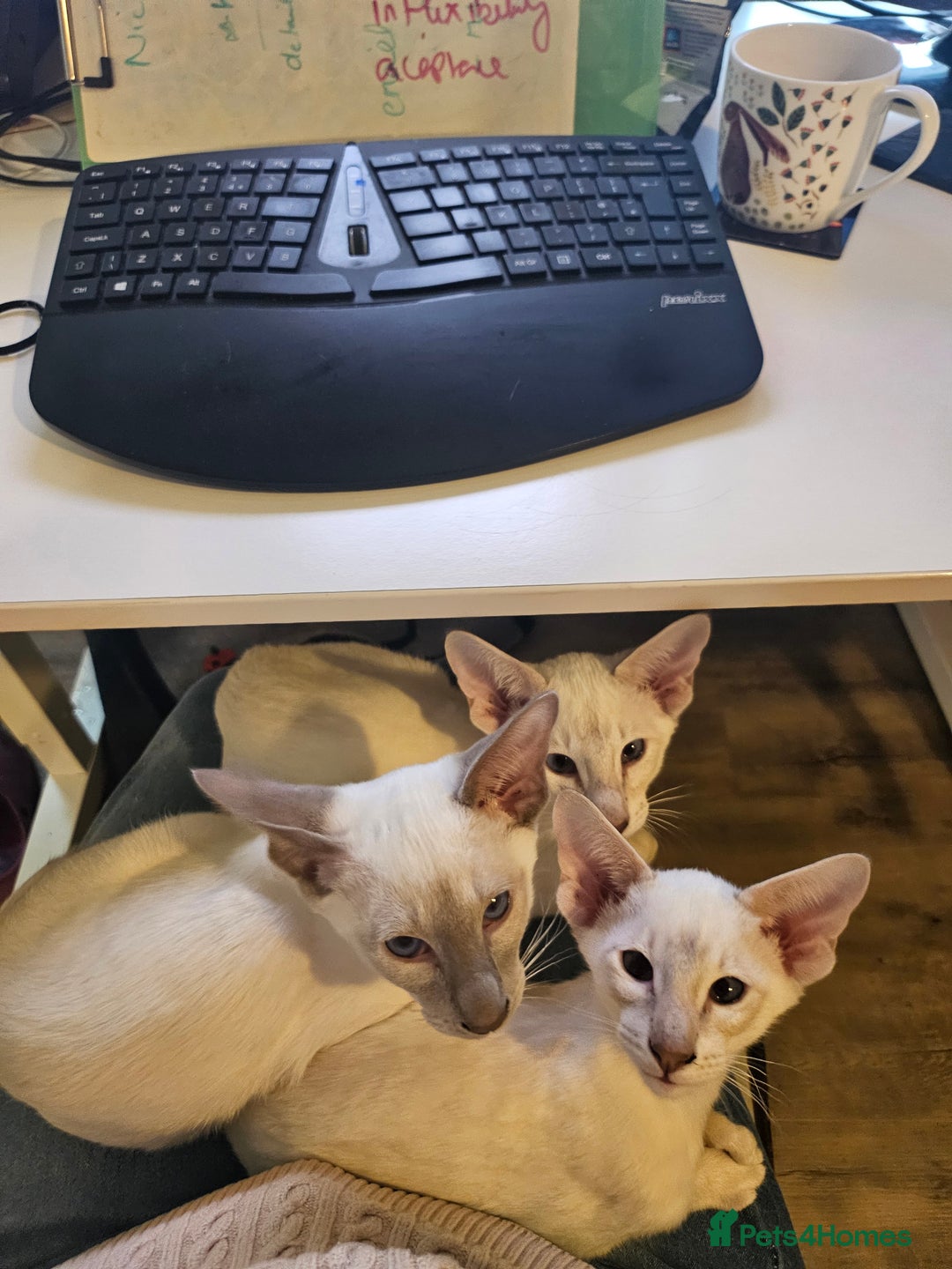 Siamese cats for sale: New lap needed for two GCCF male siamese kittens - Image 3
