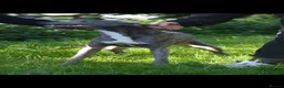 Lurcher dogs for sale: Both working an family lurcher pups - Advert 3