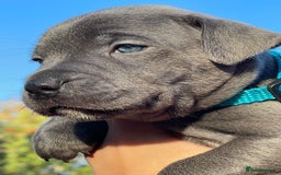 Staffordshire Bull Terrier dogs for sale: SIMPLY STUNNING COI 5.4% - Advert 5