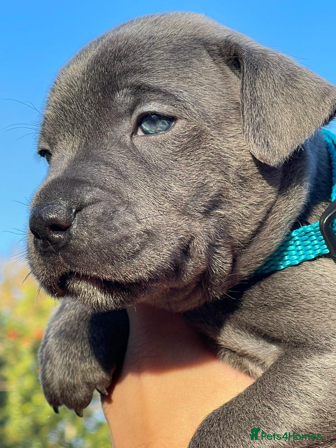 Staffordshire Bull Terrier dogs for sale: SIMPLY STUNNING COI 5.4% - Advert 5