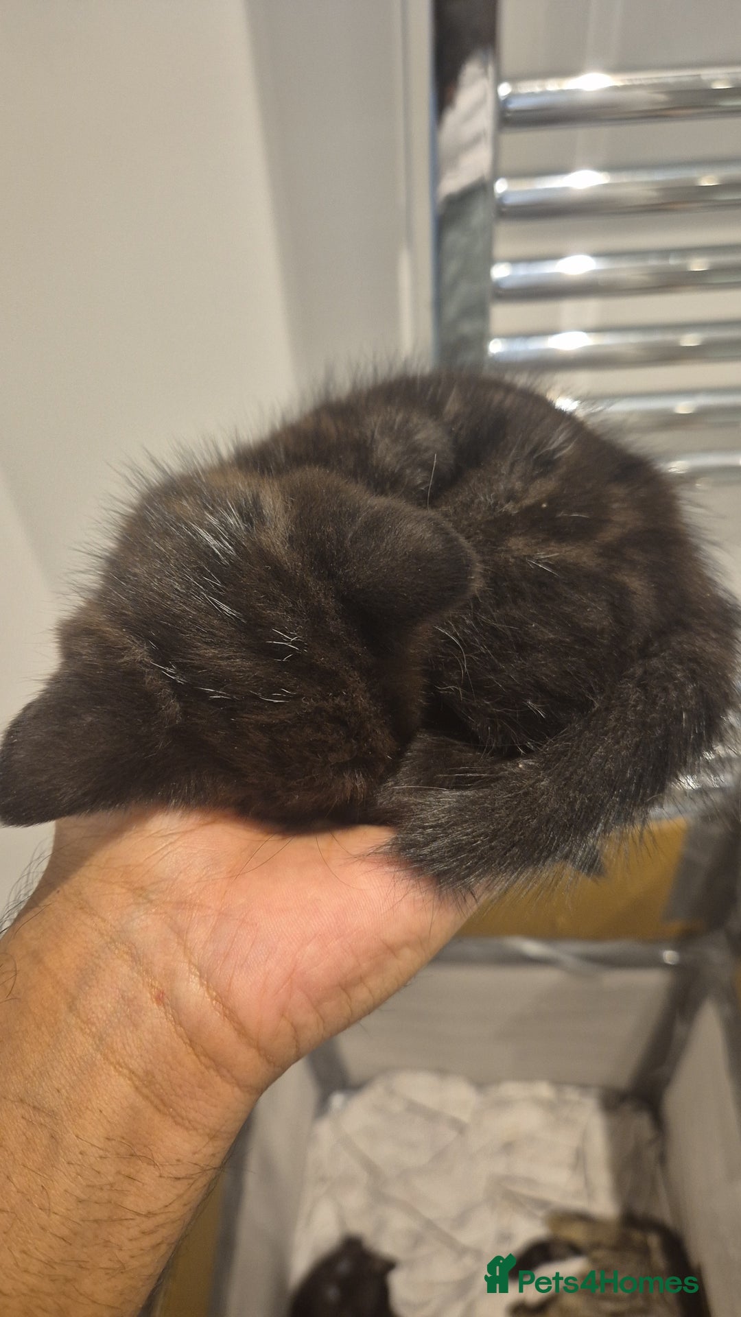 Mixed Breed cats for sale: Two adorable kittens needing a home - Advert 8