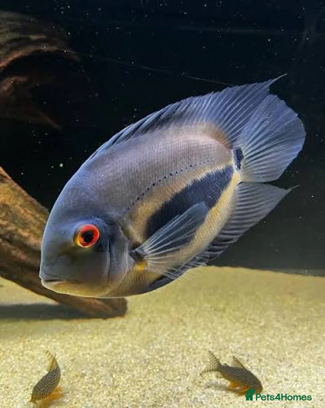 Cichlids fish for sale: CichlidS  - Advert 8