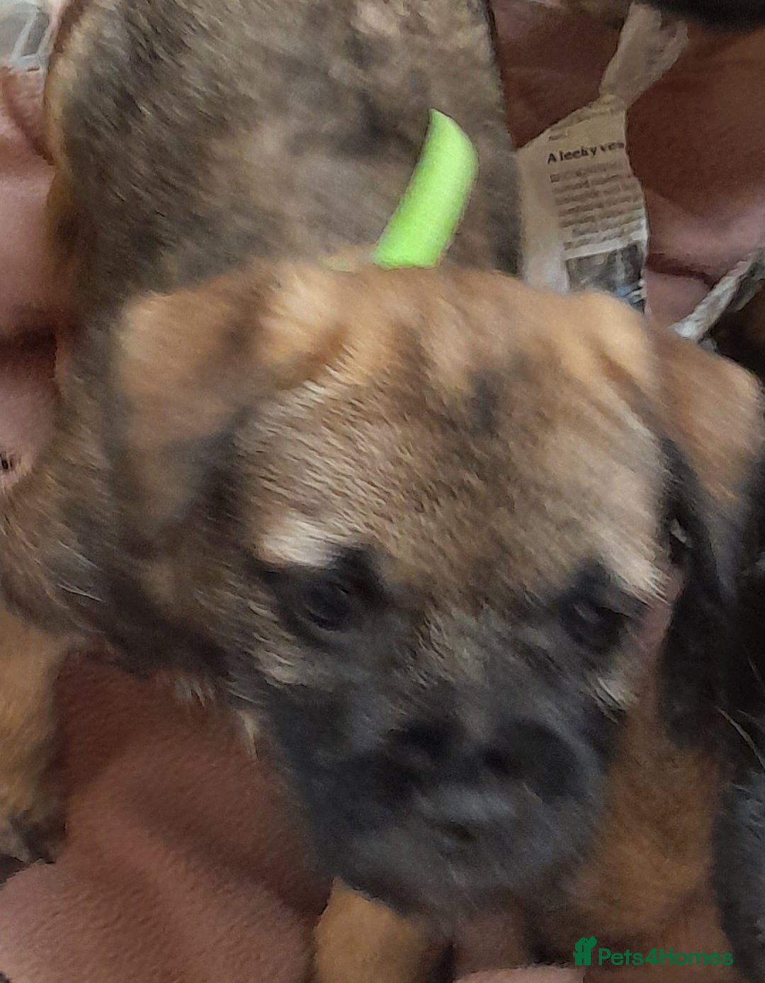 Border Terrier dogs for sale: KC registered Border terrier pups - Advert 6