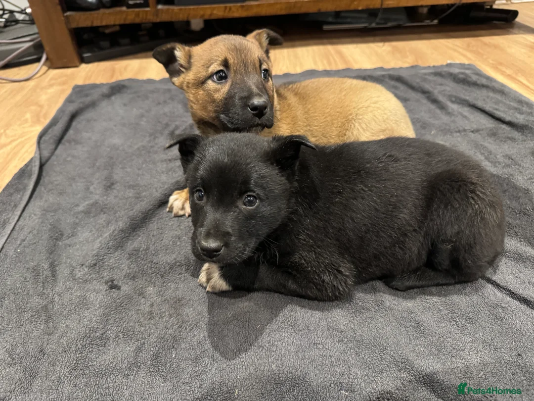 Mixed Breed dogs for sale: READY NOW Border Collie x Belgian Malinois Pups - Advert 1