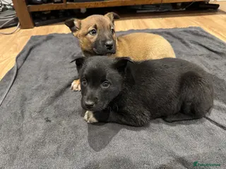 Mixed Breed dogs READY NOW Border Collie x Belgian Malinois Pups - Advert 1