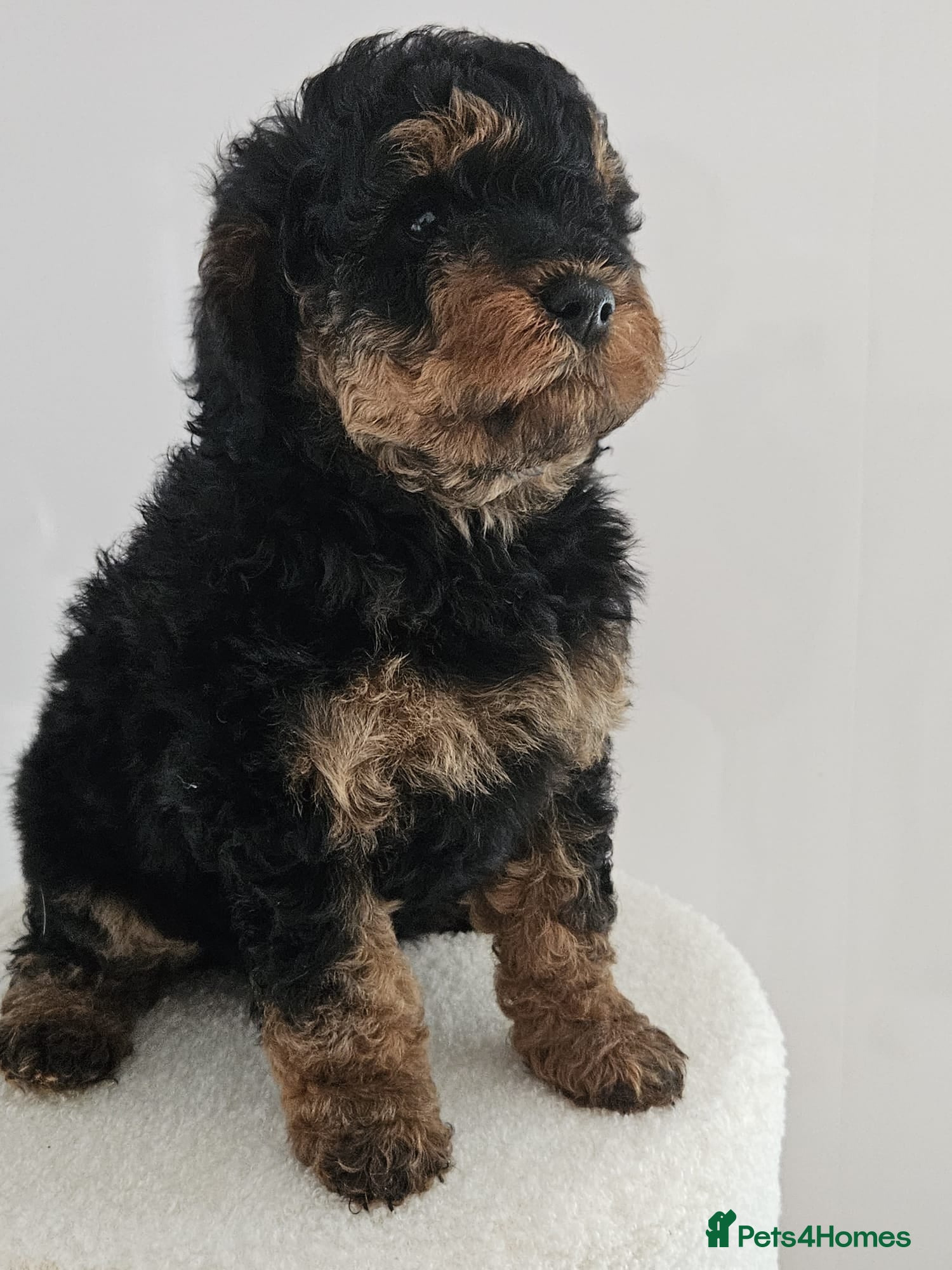 Cavapoo dogs Stunning F1B cavapoo puppies - Advert 1