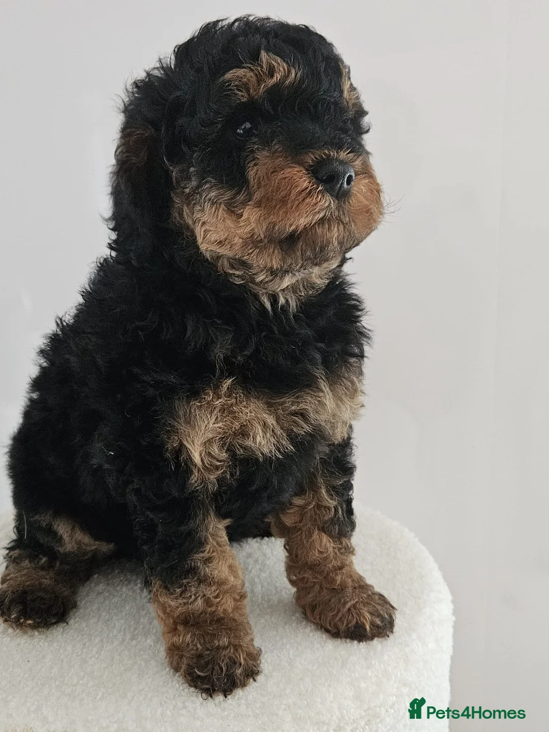 Cavapoo dogs for sale: Stunning F1B cavapoo puppies - Advert 1
