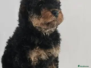 Cavapoo dogs Stunning F1B cavapoo puppies - Advert 12