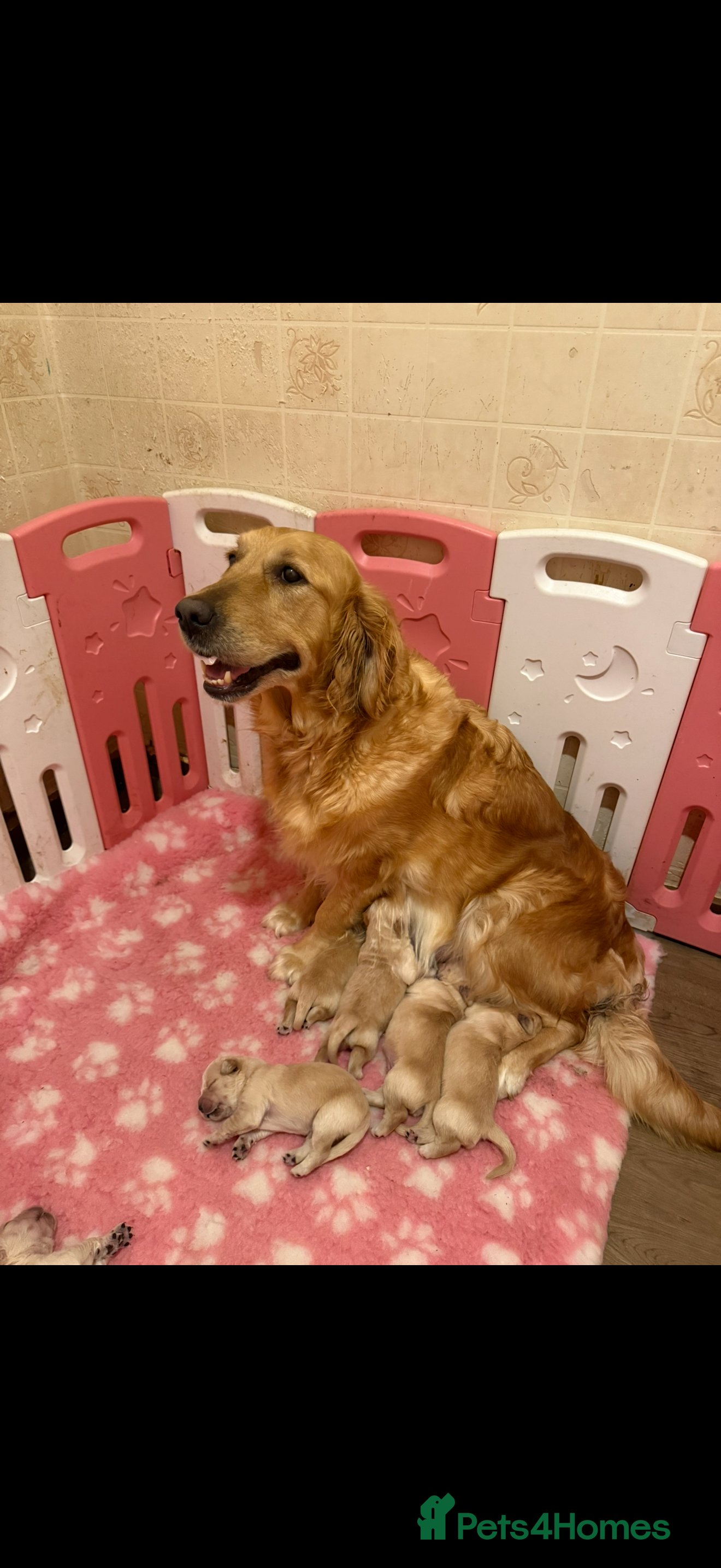 Golden Retriever dogs KC Registered Golden Retriever Puppies  - Advert 2
