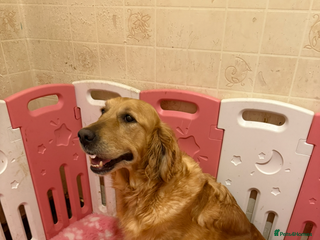 Golden Retriever dogs KC Registered Golden Retriever Puppies - Advert 1