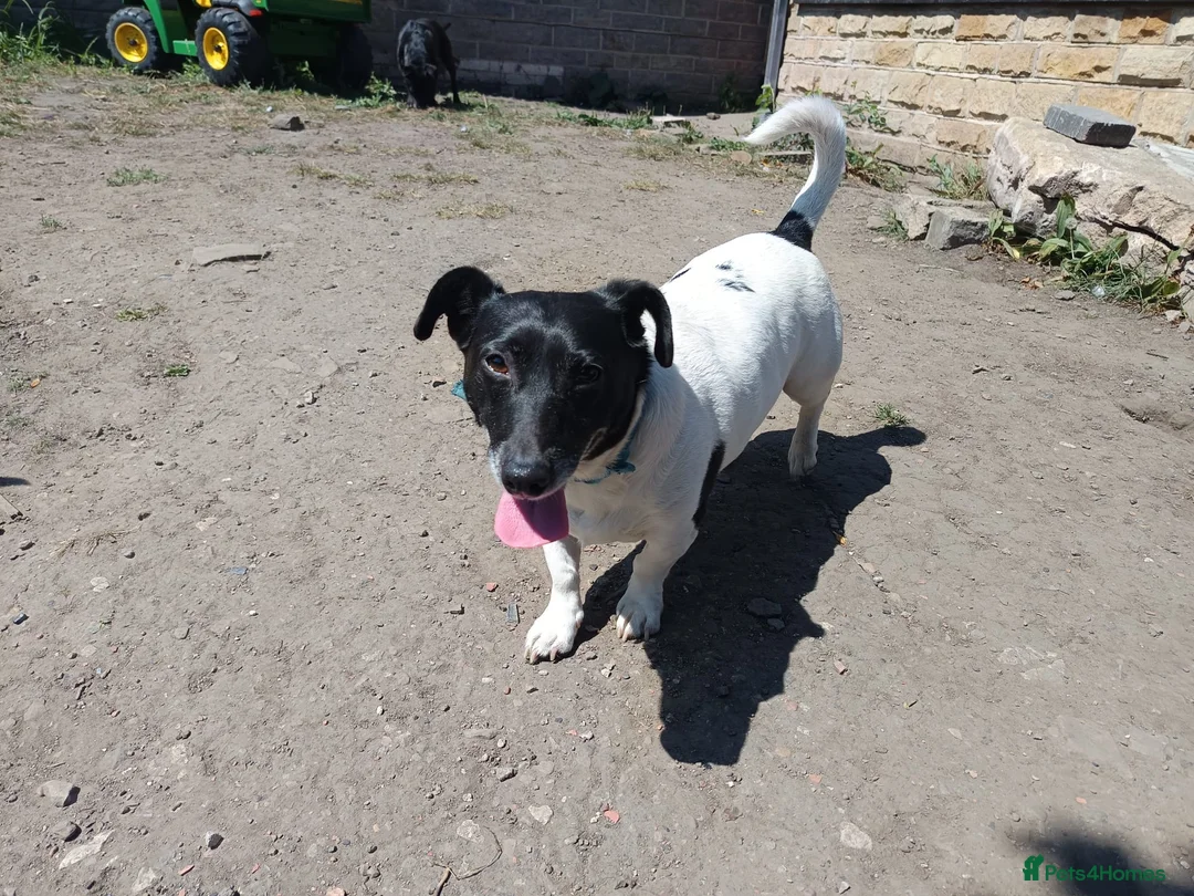Jack Russell dogs for sale: 6 year old Jack Russell  - Advert 3