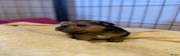Lakeland Terrier dogs for sale: Lakeland Terrier Puppies - Advert 3